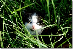 kitty6