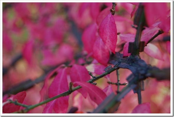 Hot pink