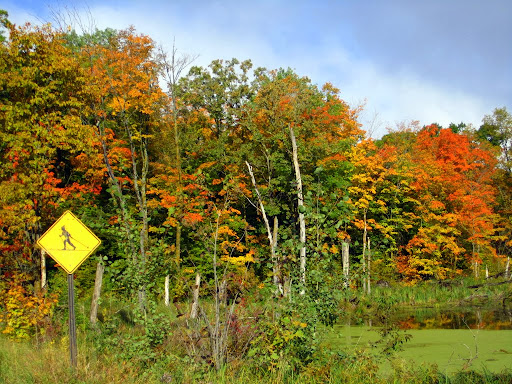 Early color along Goat Ranch Rd at Skaters extension crossing