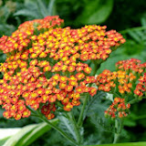 DSCF7429.jpg