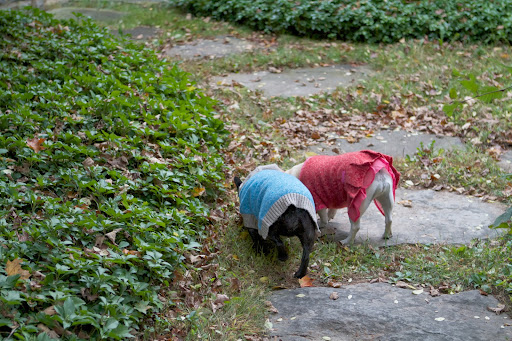 I think she'll really like the way I look in my pink dress, Franny. It's not only warm, but it has some great stylish details. I think she'll really like the way I look in my pink dress, Franny. It's not only warm, but it has some great stylish details.