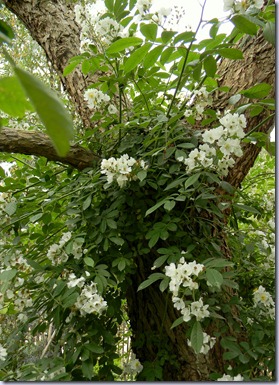 DSCN2924 DSCN2924
