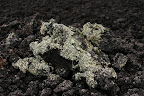 Moss on lava rocks