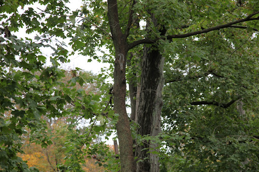 It's a SQUIRREL!!!