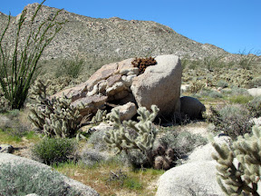 Hedgehog bunch growing out of rock