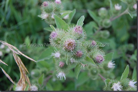 DSC_0037 DSC_0037