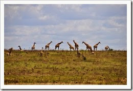 giraffen op heuvel
