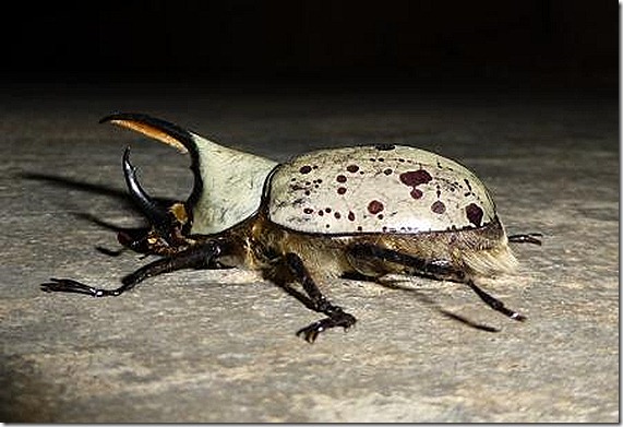 beetle side view