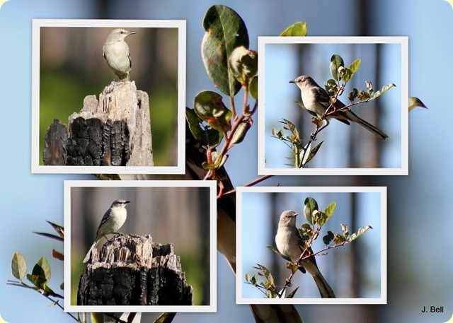 71 Okefenokee NWR 2012-1334