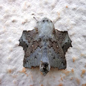 Moth