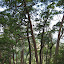 Eucalyptus  trees on Fatu Timau