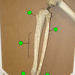 leg.jpg