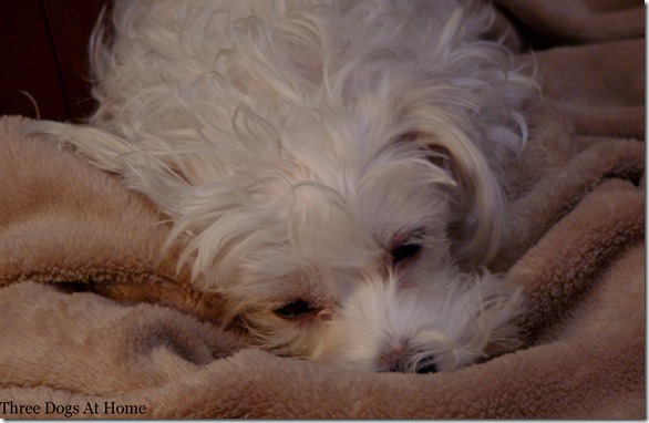 can dogs get the stomach flu the dogs the stomach flu three dogs at home can dogs get the stomach flu the dogs the stomach flu three dogs at home