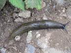 The paths above Old Manali are littered with giant slugs