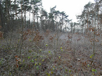 SAM_6847.JPG Photo
