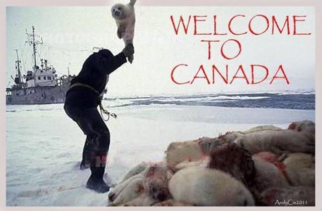 Welcome to Canada: A Canadian fisherman kills a baby harp seal by slamming its head on the ice during the 2011 slaughter. Photo: AndyC via piaberrend.org