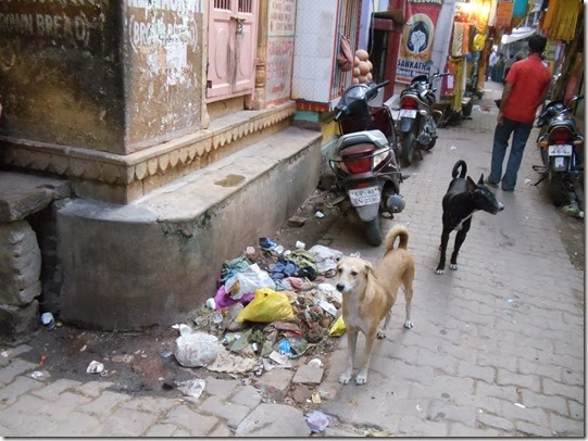 DSC01935-Varanasi-cachorros fuçam lixo