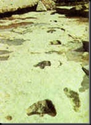 pegada5 pegada5