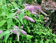 norma's buddleia