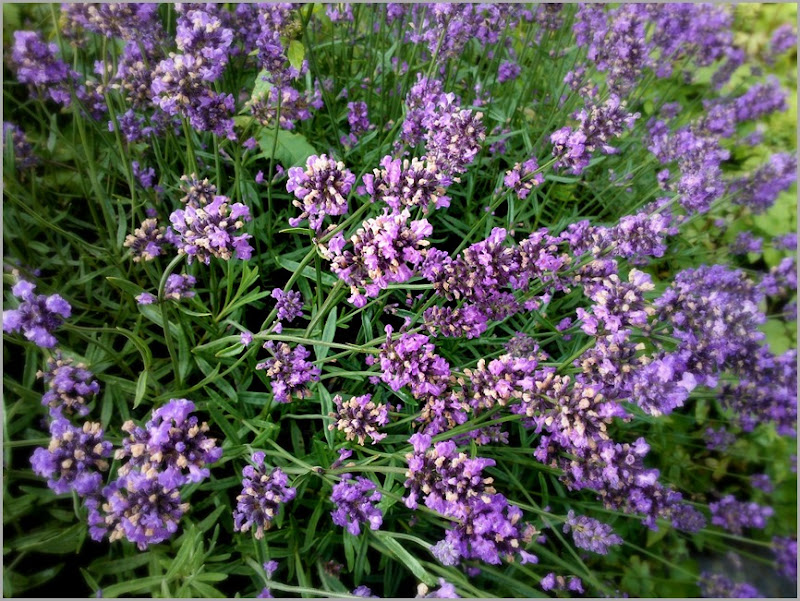 beautiful lavender