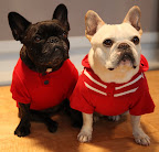 Red is also a good color for us, don't you think, Sharkey?  This fashionable henley is really comfy!  And your hoodie is the best!