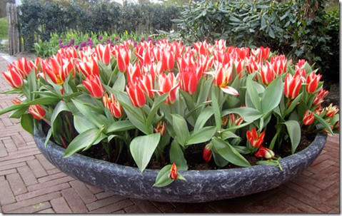 floriade-bulbs-container