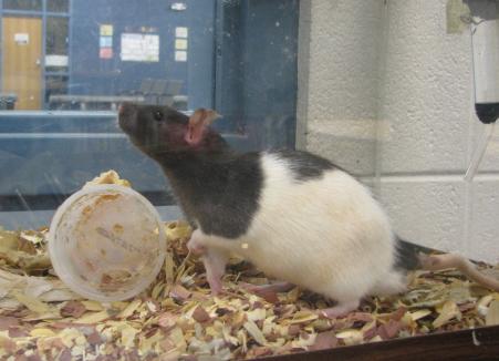 House pet Dr. Pepper has finished breakfast and is ready for fun!