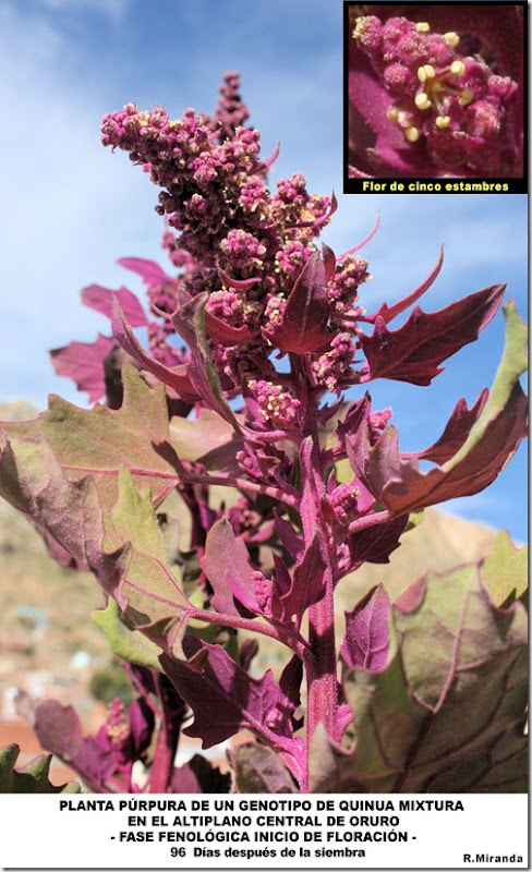 Planta_purpura_del_genotipo_de_Quinua_Chenopodium_quinoa_mixtura-Inicio_de_floracion-laquinua.blogspot.com