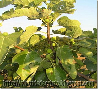 plantas da biblia