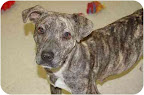 Harlow
Ladue, MO.
See link to info. re: this pooch at end of postedit Harlow
Ladue, MO.
See link to info. re: this pooch at end of postedit