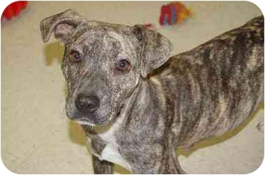 Harlow
Ladue, MO.
See link to info. re: this pooch at end of postedit Harlow
Ladue, MO.
See link to info. re: this pooch at end of postedit