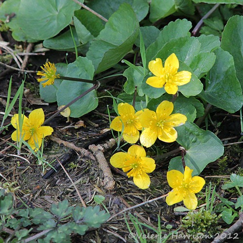 [Marsh-Marigold%255B2%255D.jpg]
