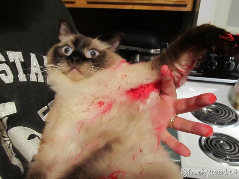 [paintcatsm%255B3%255D.jpg]