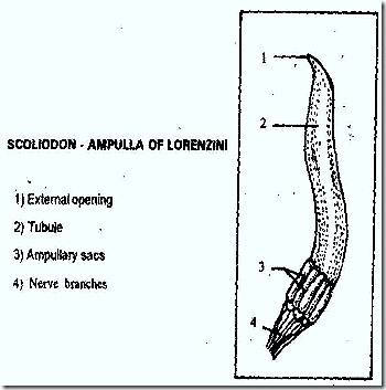 AMPULIAE OF LORENZINI IN FISHES | BIOZOOM