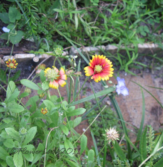 [10-03-gaillardia%255B5%255D.jpg]