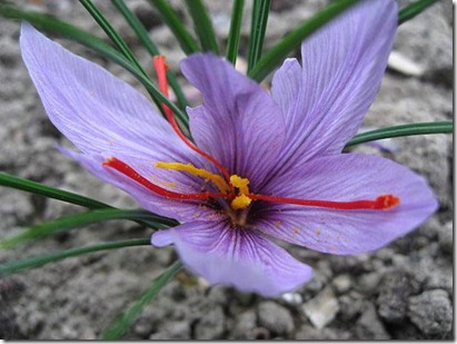 Crocus sativus 1