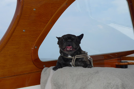 We should get a sailboat, Sharkey!  We could go wherever the wind would take us!
