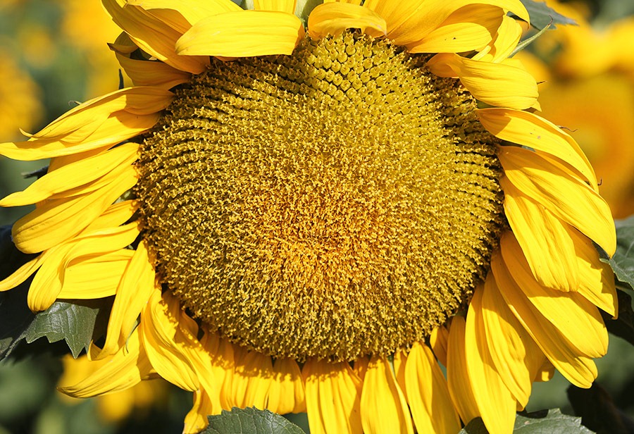[110707_sunflowers_davis_103.jpg]