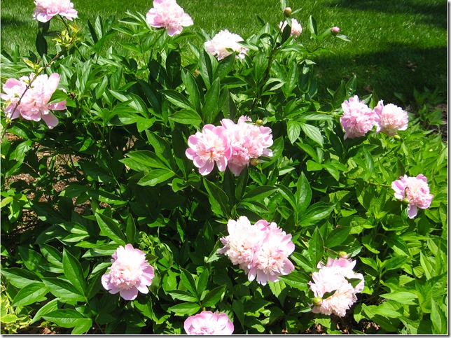 Pink Peony Bush