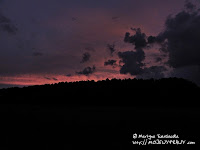 Puszcza Notecka podświetlona zmrokiem...