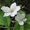 dsc01311.jpg