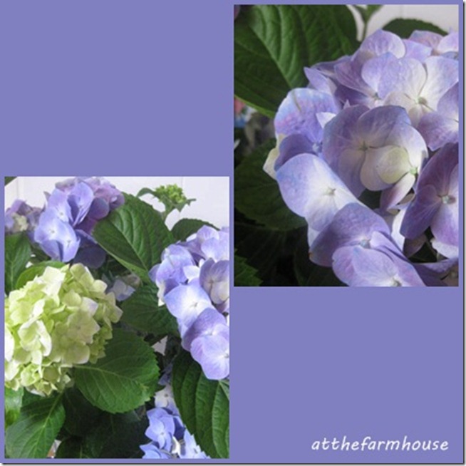 Flowers Flowers