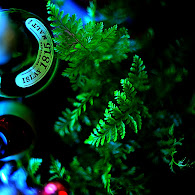 DSC_9817.jpg DSC_9817.jpg