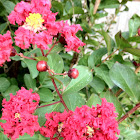 crepe myrtle