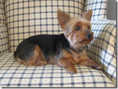 Grooming before and afters 015