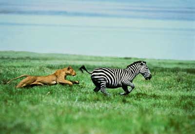 [cheetah-chasing-zebra%255B3%255D.jpg]