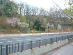 This is just a small portion of the tremendous work put forth, with cherry trees and daffodils bringing the first blush of color to the park bank along the roadway.