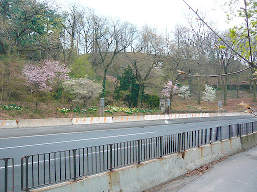 This is just a small portion of the tremendous work put forth, with cherry trees and daffodils bringing the first blush of color to the park bank along the roadway.