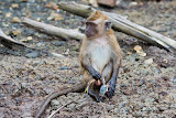 Monkey - Langkawi, Malaysia
