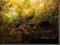 IMG_1195 IMG_1195
